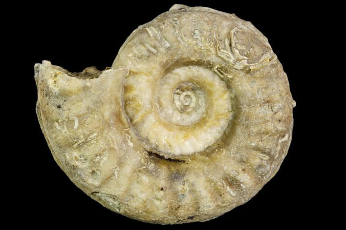 Fossil Ammonite (Hildoceras)- England #110827